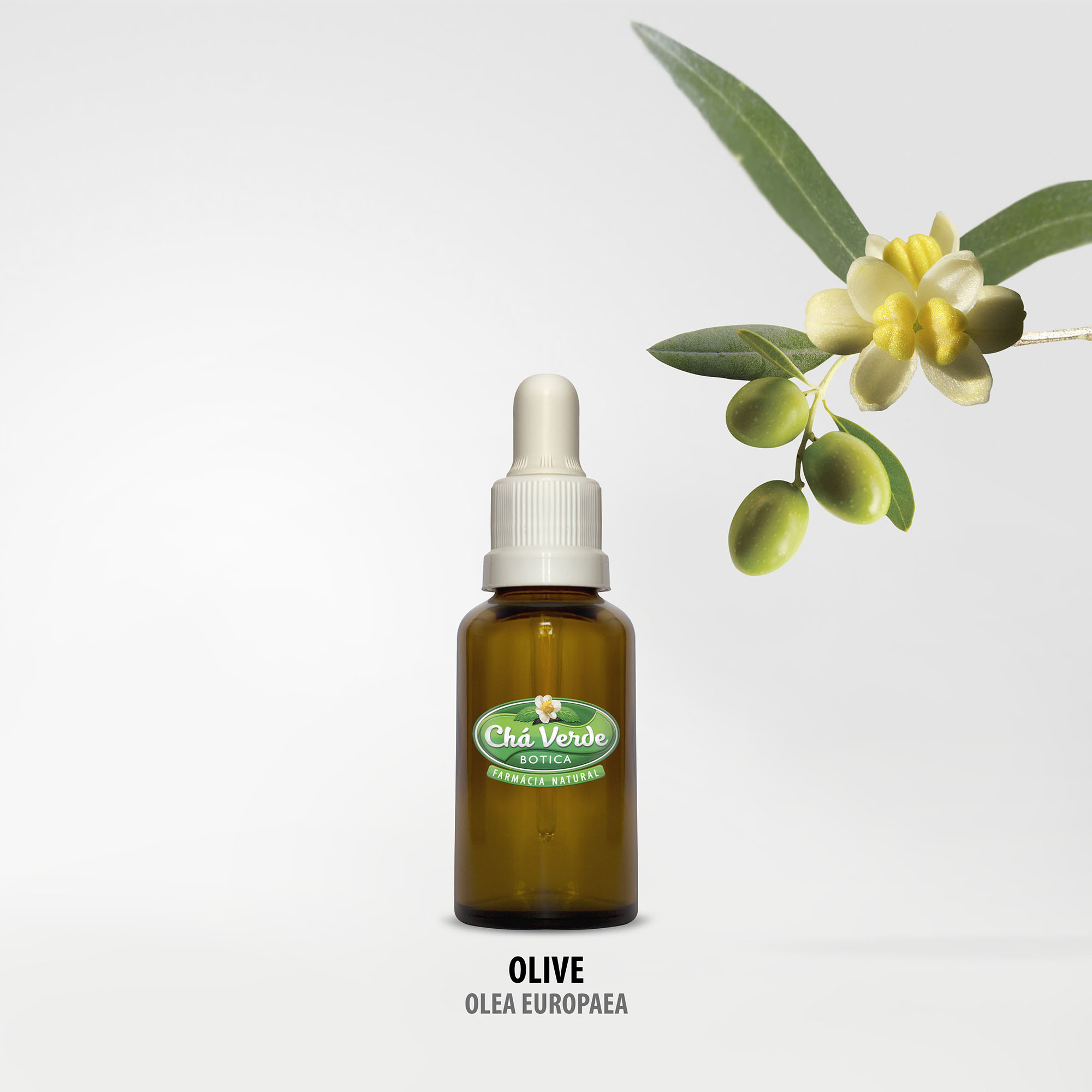 olive-olea-europaea